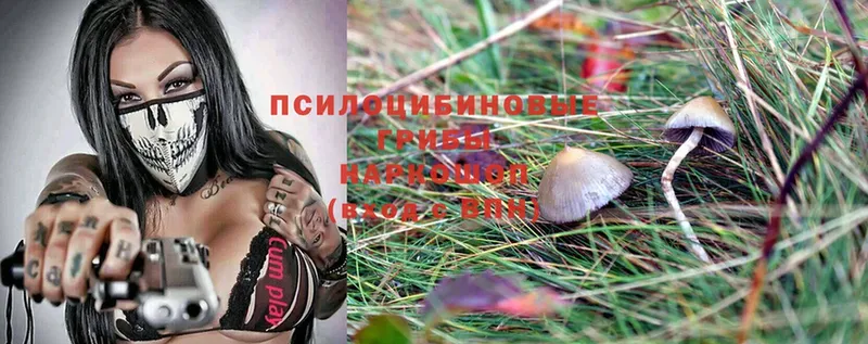 Галлюциногенные грибы Psilocybine cubensis  купить  сайты  Бикин 